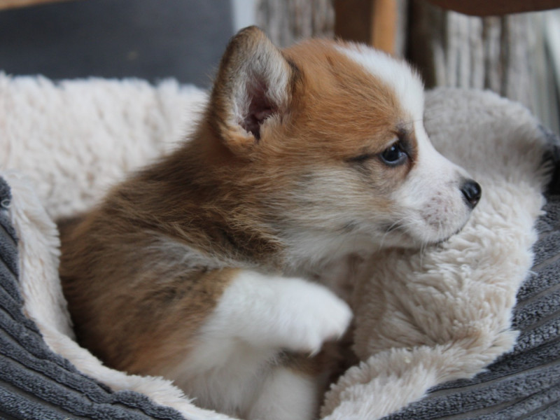 Welsh Corgi Pembroke - du clos d'Arlequin