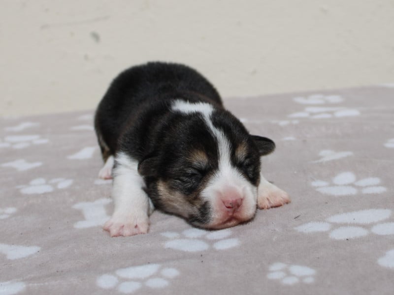 Welsh Corgi Pembroke - du clos d'Arlequin