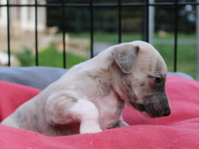 Whippet - du clos d'Arlequin