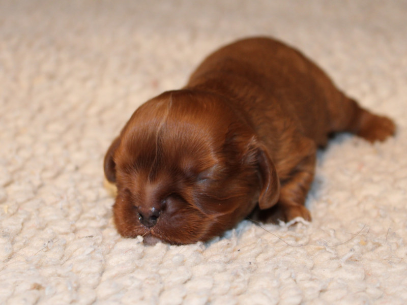 Cavalier King Charles Spaniel - du clos d'Arlequin