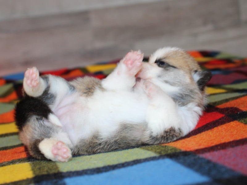 Welsh Corgi Pembroke - du clos d'Arlequin