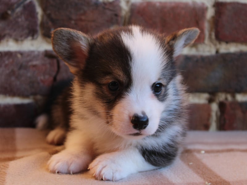 Welsh Corgi Pembroke - du clos d'Arlequin