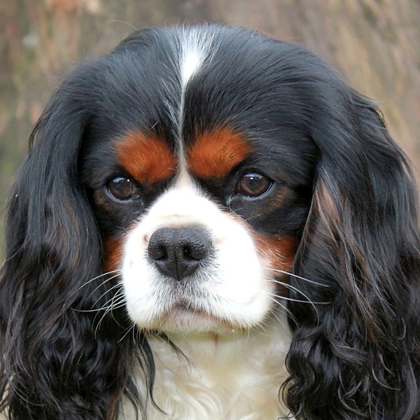 CH. Carham Best in show - 3ème Excellent Classe Champion