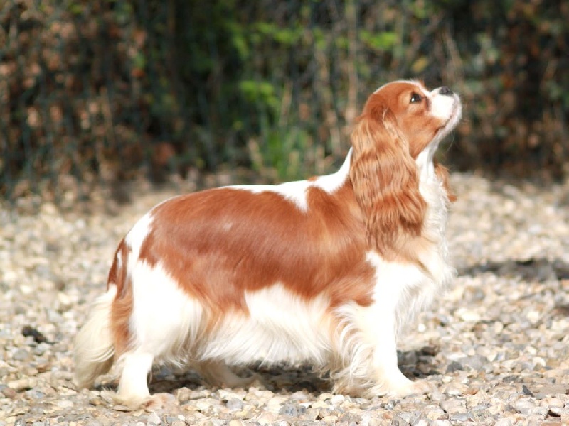 CH. Harmony du clos d'Arlequin - Excellent Classe Intermédiaire