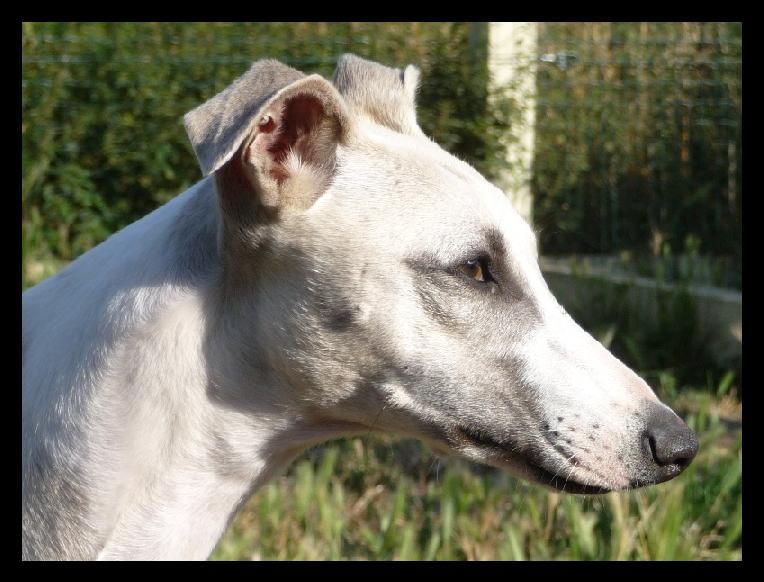 Exemplaire unique du Chawia - 1er Exc. Classe Intermédiaire