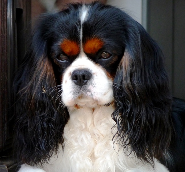 CH. Carham Best in show - 1er Exc. Classe Champion