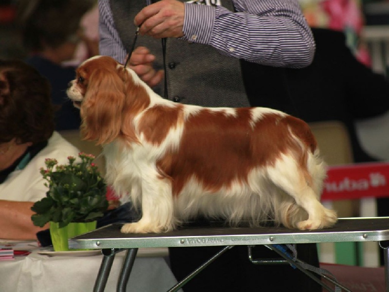 CH. Harmony du clos d'Arlequin - 1ère EXC. CL OUVERTE + CACS + CACIB + Meilleure de Race de sexe opposé