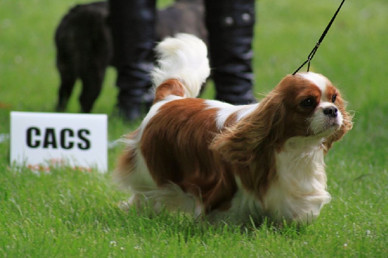 CH. Harmony du clos d'Arlequin - 1ère EXC. CL INTER + CACS + MEILLEURE DE RACE