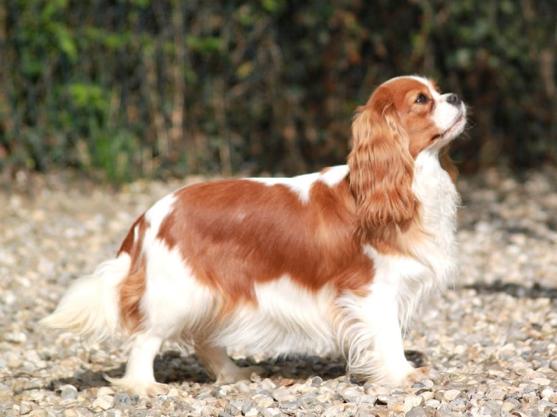 CH. Harmony du clos d'Arlequin - 1ère Exc. Classe Intermédiaire + CAC