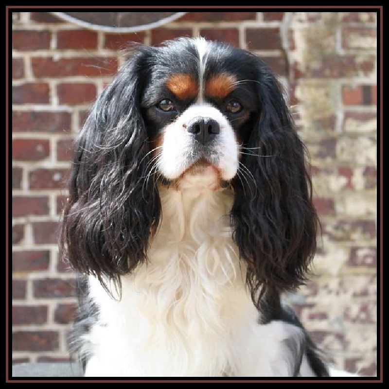 CH. Carham Best in show - 2ème Excellent Classe Champion