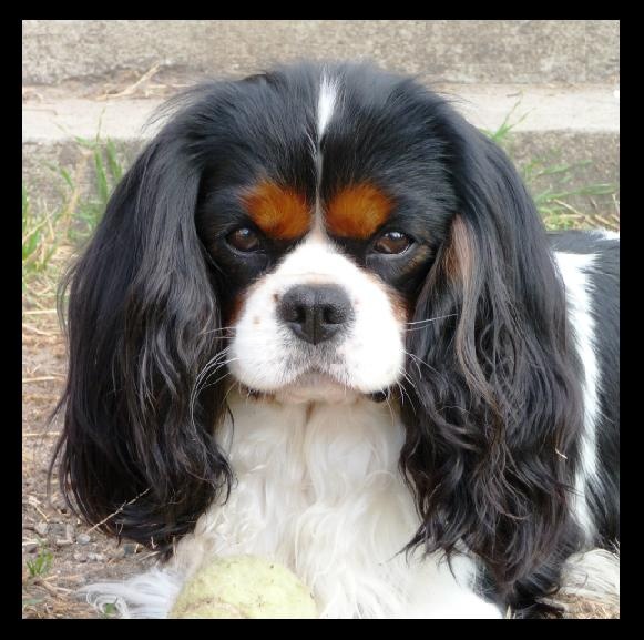 CH. Carham Best in show - 1er Excellent Classe Champion - CACL