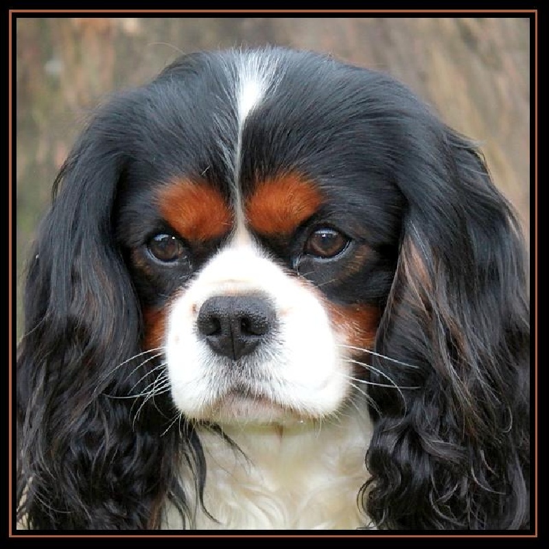 CH. Carham Best in show - 1er Excellent Classe Champion - CACL