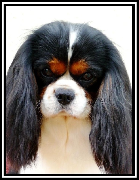 CH. Carham Best in show - 1er Exc. CAC - CACIB - Meilleur de Race