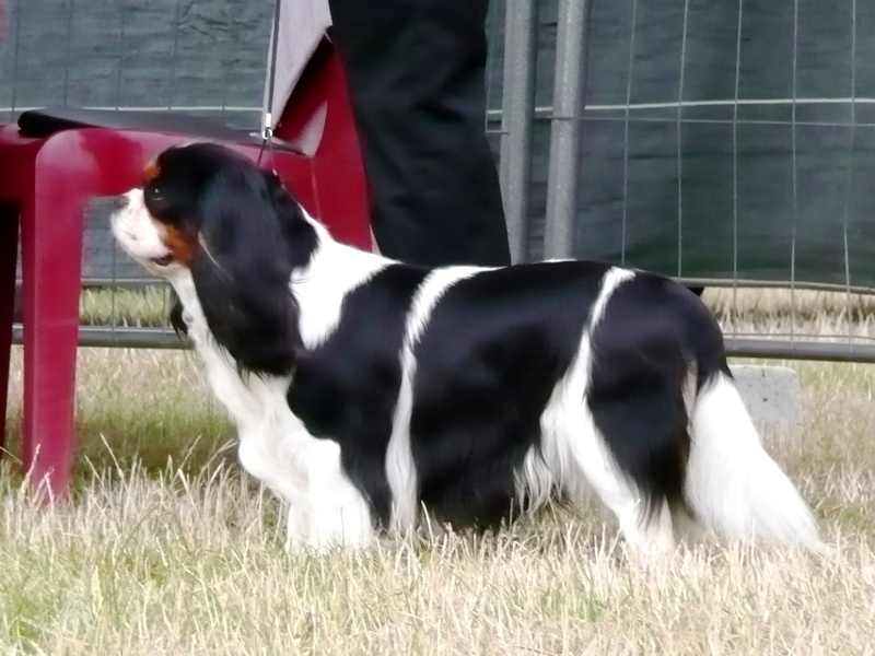 CH. Carham Best in show - 1er Exc. Classe Champion - Meilleur Champion