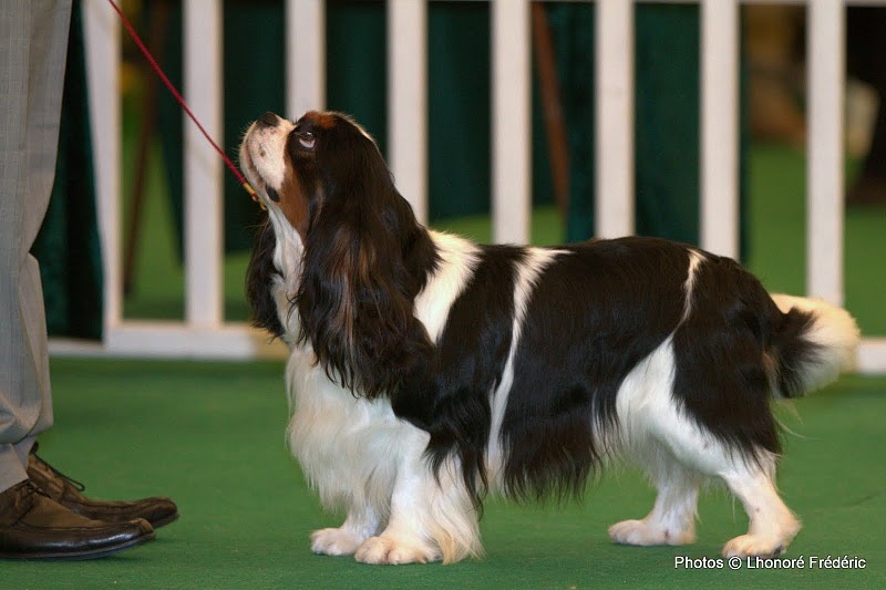 CH. Carham Best in show - 2ème Excellent Classe Champion
