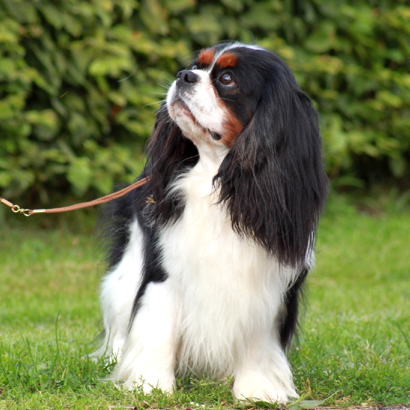 CH. Carham Best in show - 1er Exc. Classe Champion + CAC
