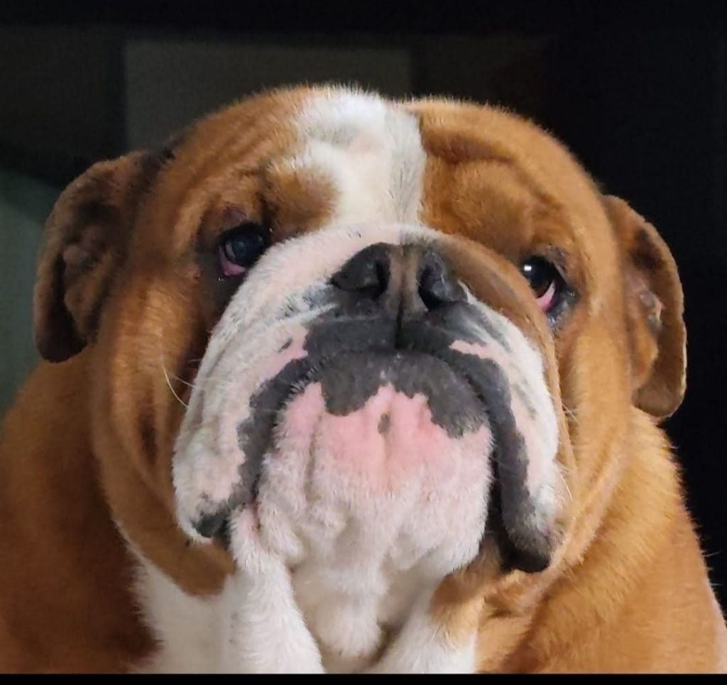 Us navy popeye des Roxa-Lina