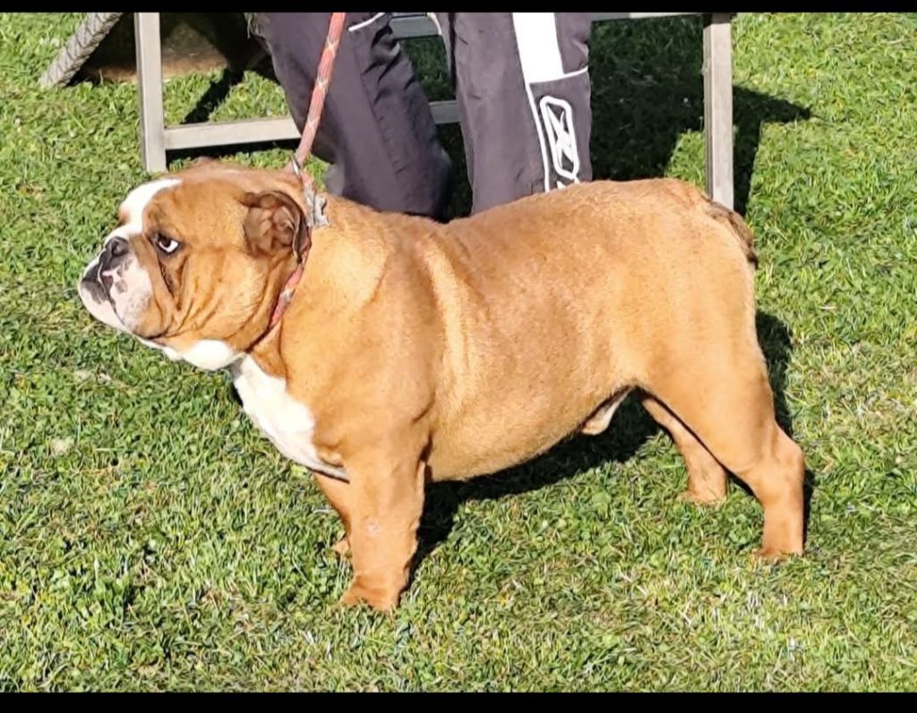 Us navy popeye des Roxa-Lina