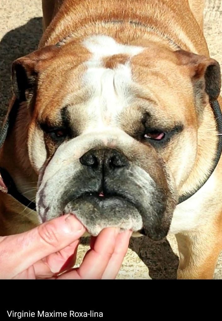 fat puppy's Darkness bright