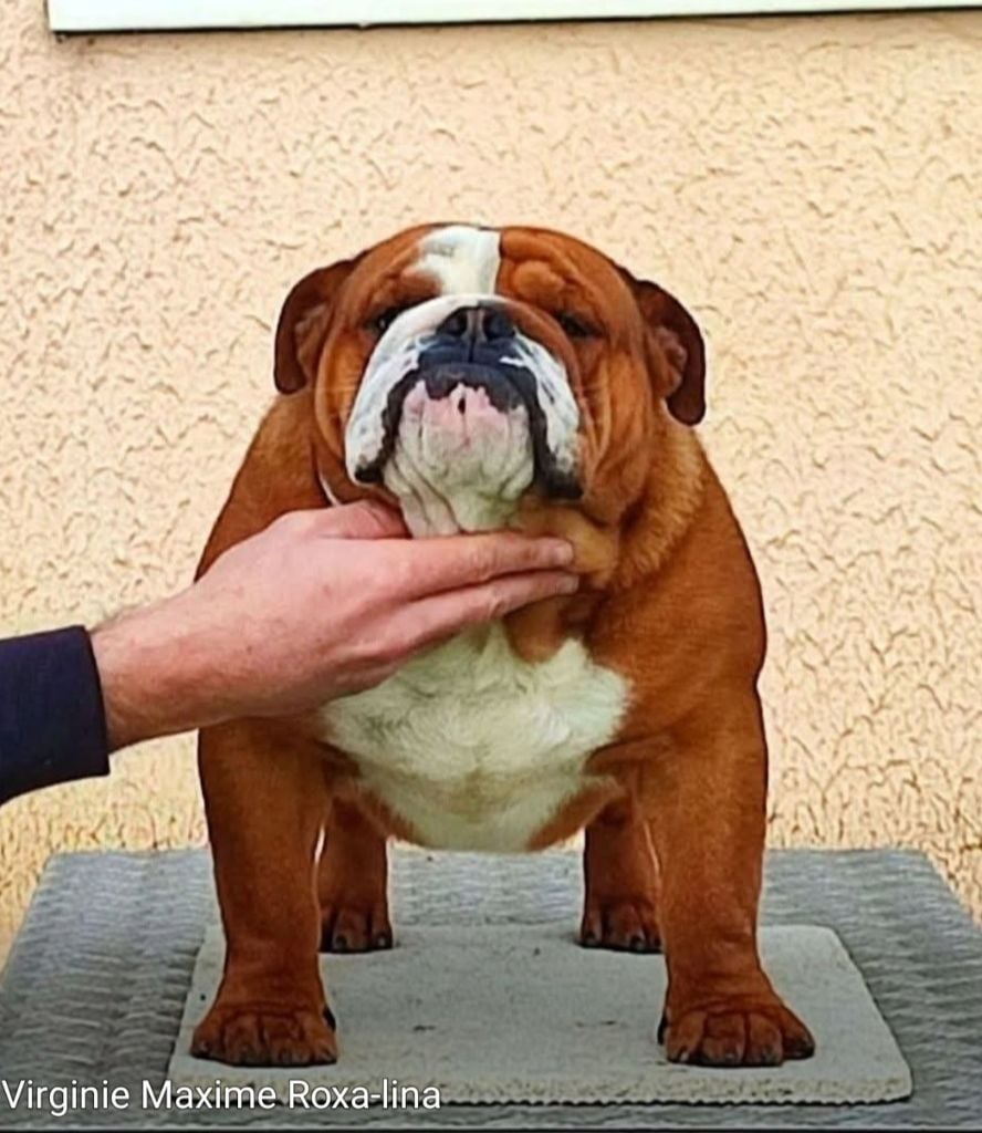 Us navy popeye des Roxa-Lina