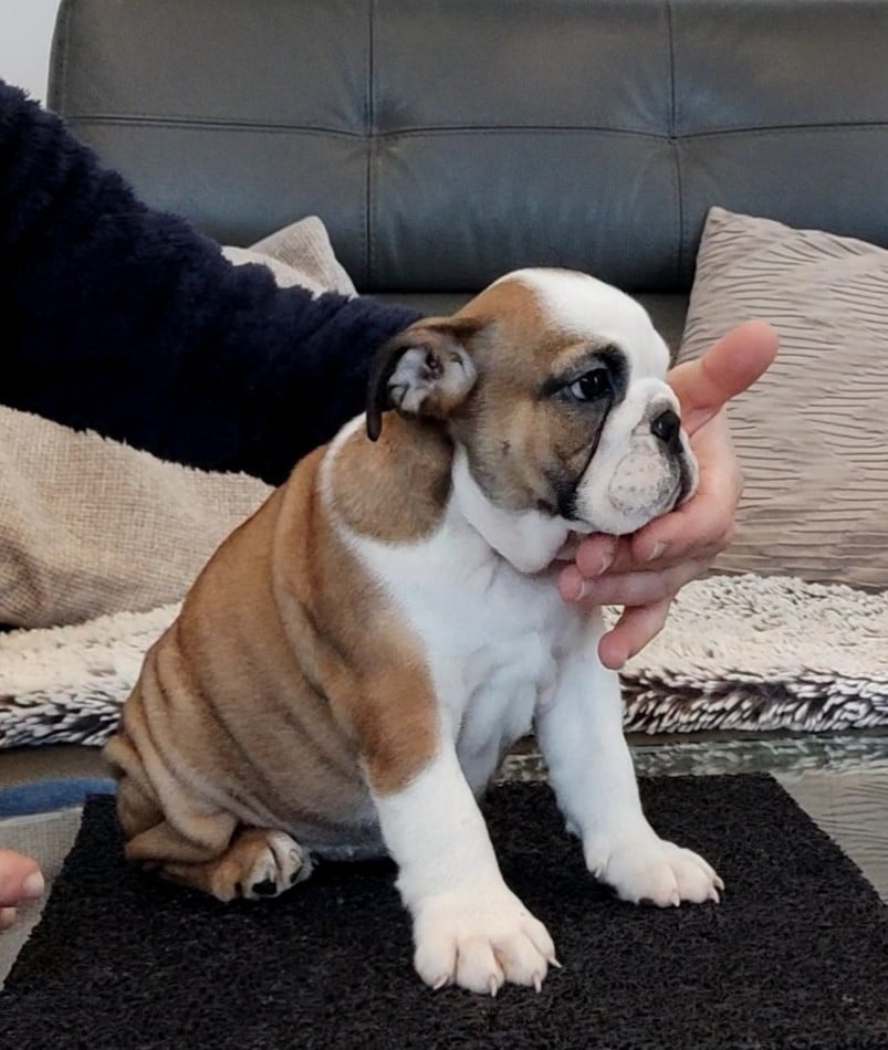 Bulldog Anglais - des Roxa-Lina
