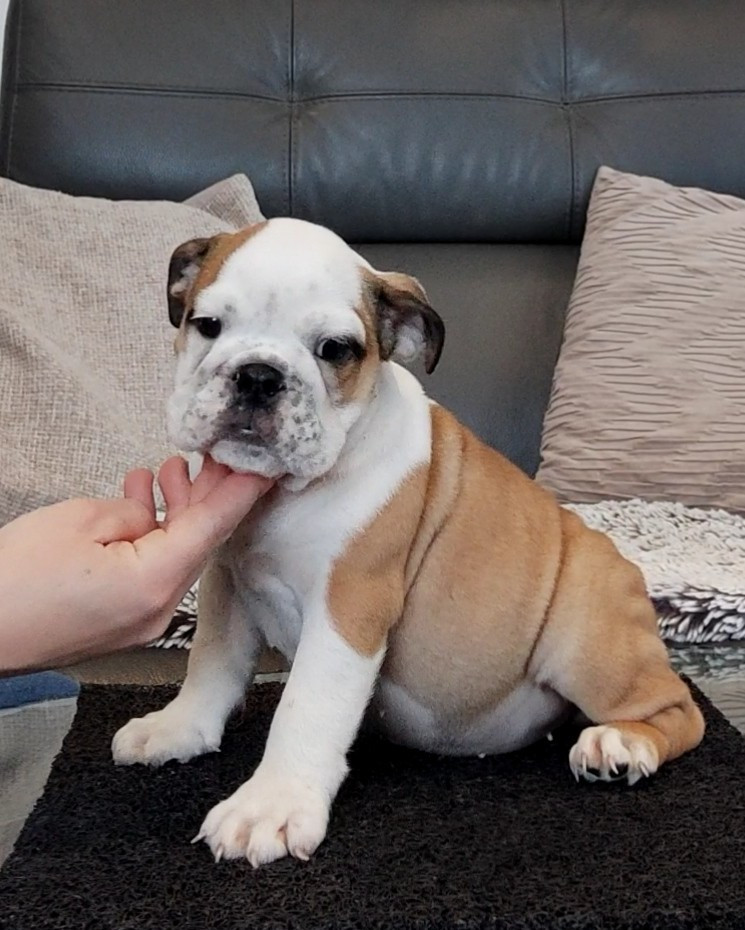 CHIOT 3 - Bulldog Anglais
