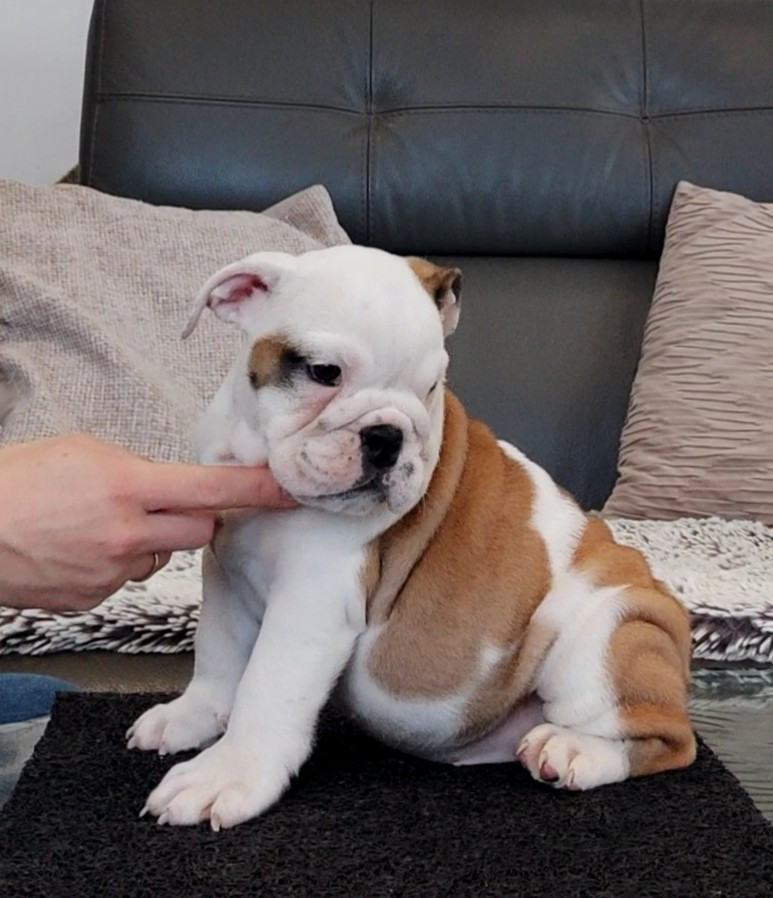 CHIOT 4 - Bulldog Anglais