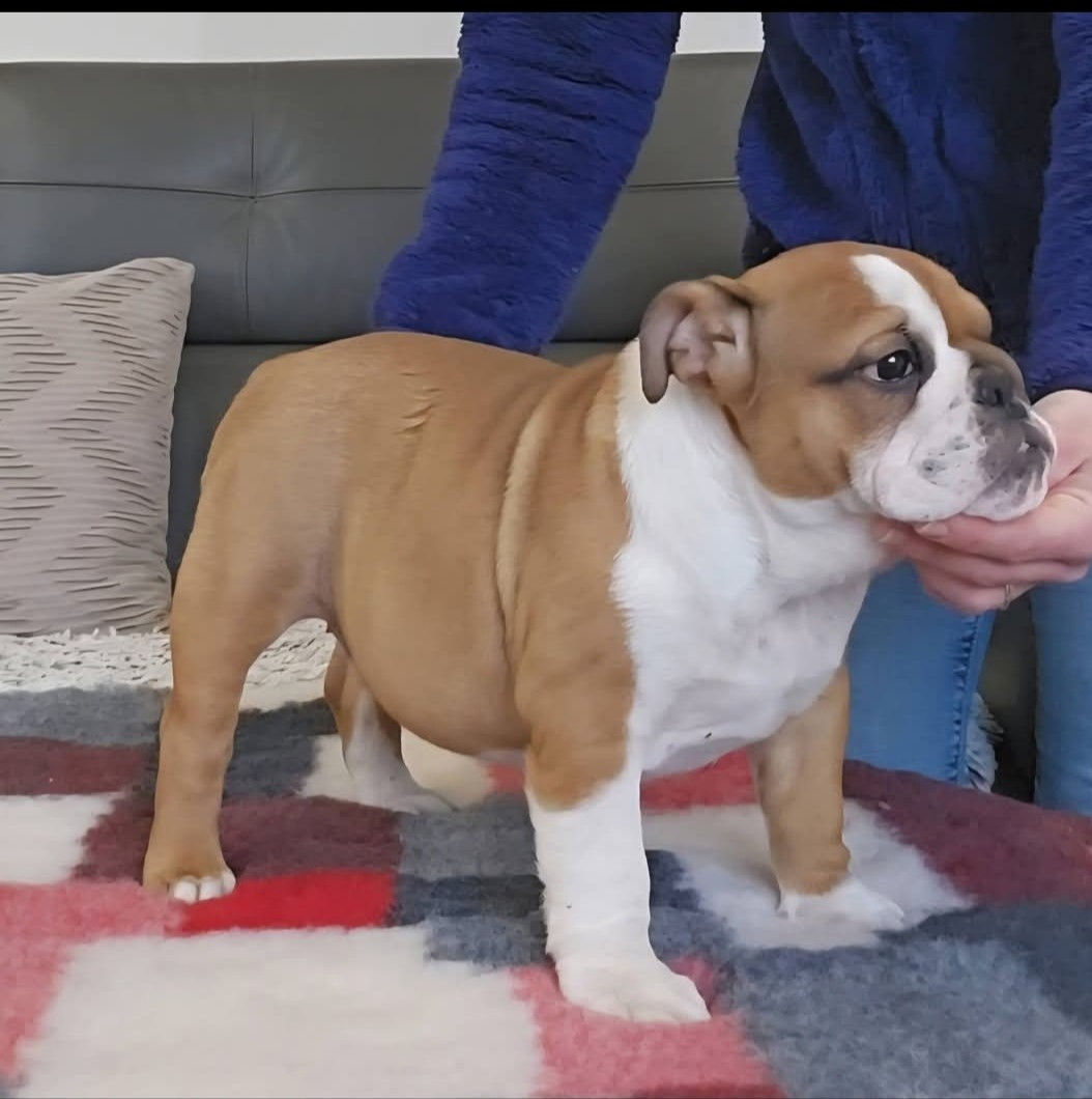 Bulldog Anglais - des Roxa-Lina