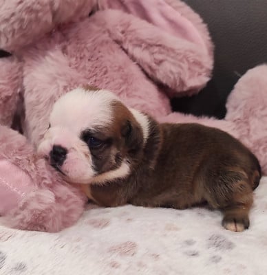 Les chiots de Bulldog Anglais