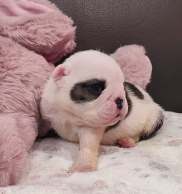 Les chiots de Bulldog Anglais