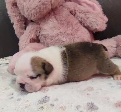 Les chiots de Bulldog Anglais