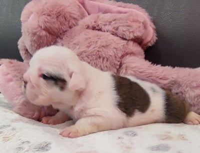 Les chiots de Bulldog Anglais