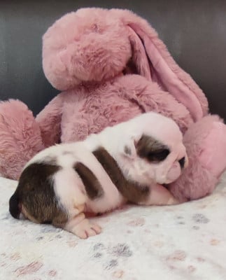 Les chiots de Bulldog Anglais
