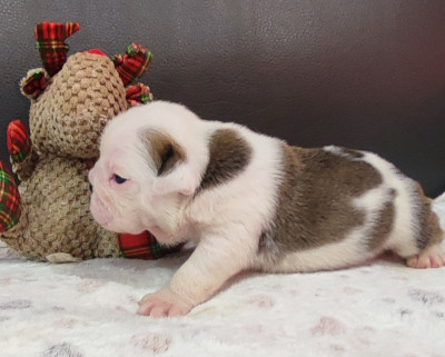Les chiots de Bulldog Anglais