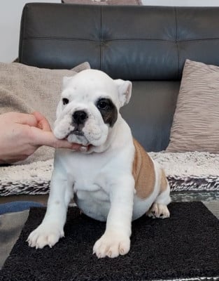 Les chiots de Bulldog Anglais