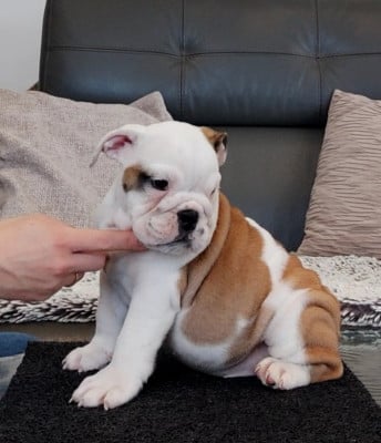 Les chiots de Bulldog Anglais