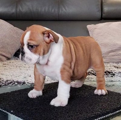 Les chiots de Bulldog Anglais