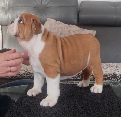 Les chiots de Bulldog Anglais