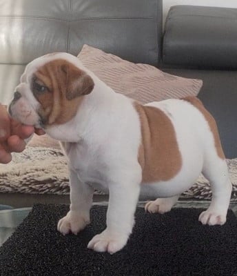 Les chiots de Bulldog Anglais