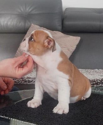Les chiots de Bulldog Anglais