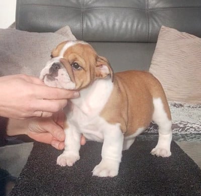 Les chiots de Bulldog Anglais