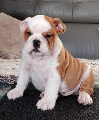 Les chiots de Bulldog Anglais