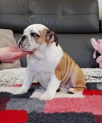 Les chiots de Bulldog Anglais