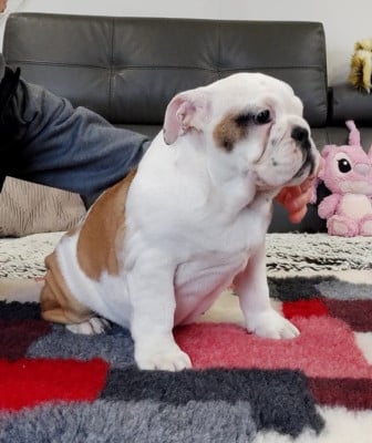 Les chiots de Bulldog Anglais