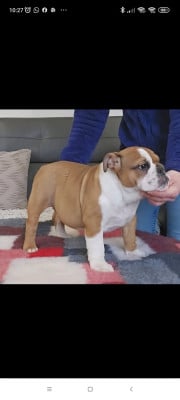 Les chiots de Bulldog Anglais