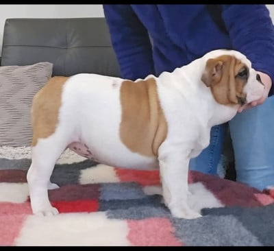 Les chiots de Bulldog Anglais