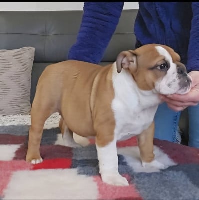 Les chiots de Bulldog Anglais