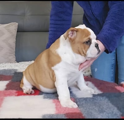 Les chiots de Bulldog Anglais