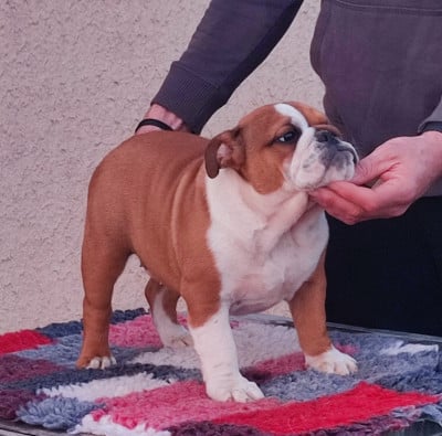 Les chiots de Bulldog Anglais