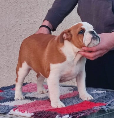 Les chiots de Bulldog Anglais